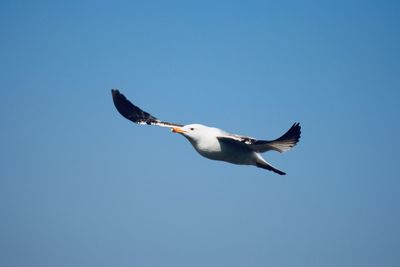 Low angle view of seagull flying in sky