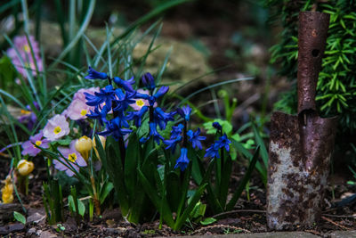 Close-up of purple flowers blooming outdoors
