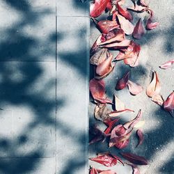 High angle view of red flowering plant on table