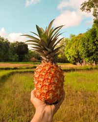 Midsection of person holding pinapple on field