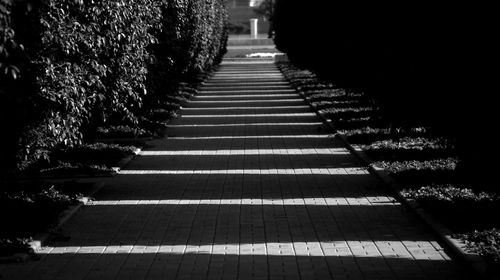 Footpath amidst trees in city