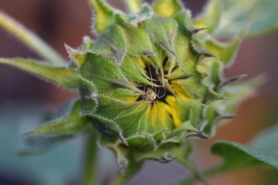 Close-up of spiked plant