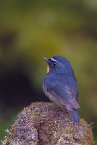 Close-up of bird perching on rock