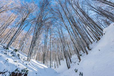 Bare trees on snow covered land