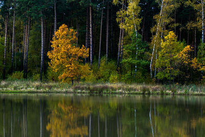 Scenic view of lake in forest