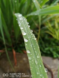 Close-up of wet leaf