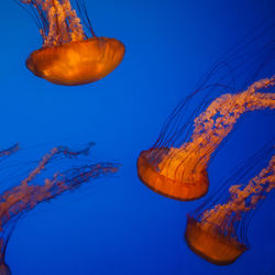 Close-up of jellyfish in sea