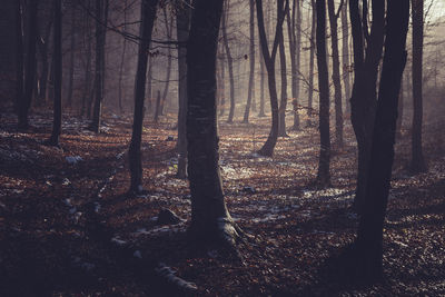 Trees in forest