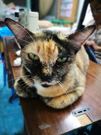 Close-up portrait of cat at home