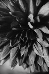 Close-up of flower