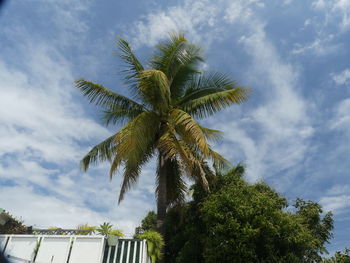 Low angle view of palm tree against sky