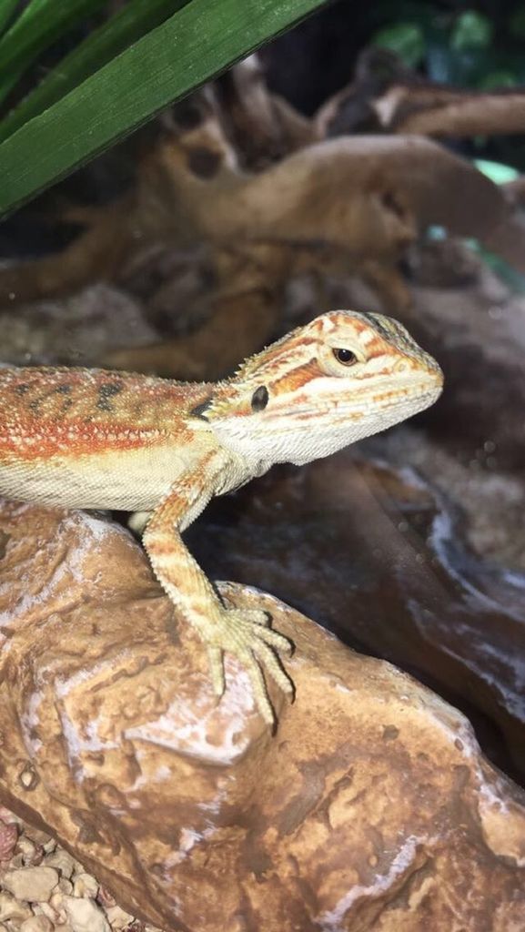 CLOSE-UP OF LIZARD ON ROCK