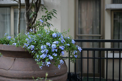 Close-up of flowers against built structure