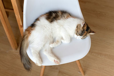 Cat sleeping on floor