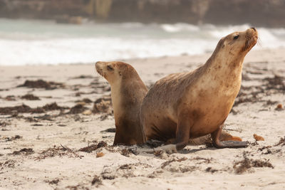 Side view of sheep on beach