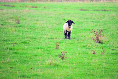 Rear view of sheep standing on grassy field