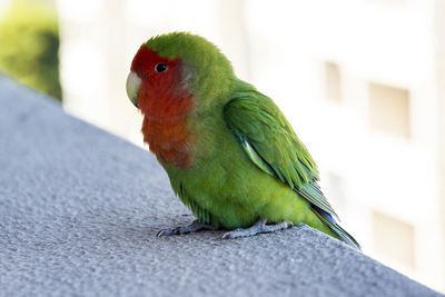 Close-up of parrot perching on table