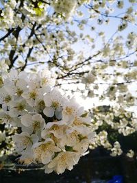 Close-up of white apple blossoms in spring