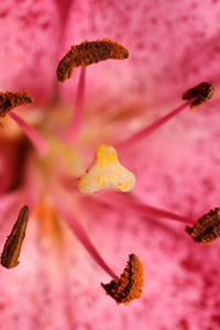 Close-up of pink flower