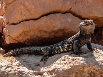 Lizard on the red stone background