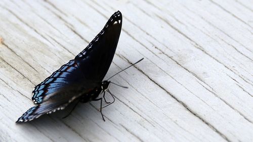 High angle view of butterfly on wooden plank