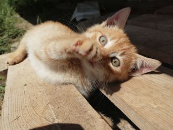 Close-up portrait of a cat lying on wood