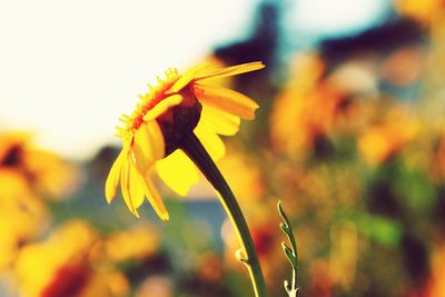 Close-up of insect on flower