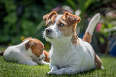 Close-up of dog