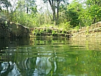 Reflection of trees in pond