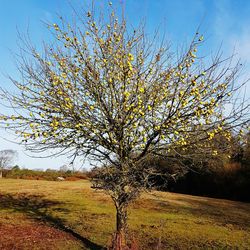 Close-up of tree against sky