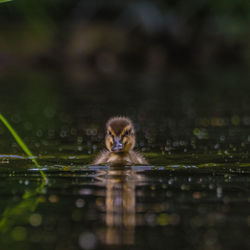 Portrait of turtle swimming in lake