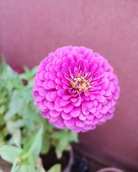 Close-up of pink flower