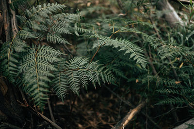 Close-up of pine tree