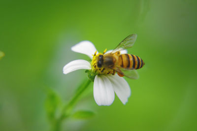 Close-up of insect on flower