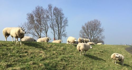 Sheep grazing in a field