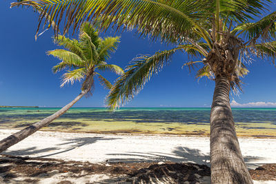 Palm tree by sea against sky