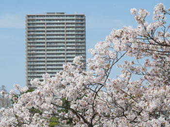 Low angle view of cherry blossom