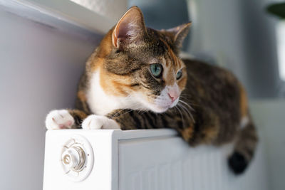 Fluffy cat lying on warm radiator battery. multi colored kitty feel comfortable sleep on hot heater