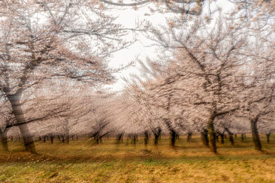 View of cherry blossom trees on field