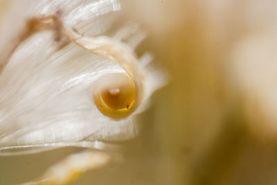 Close-up of yellow flower