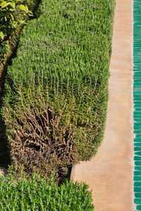 High angle view of plants growing on field