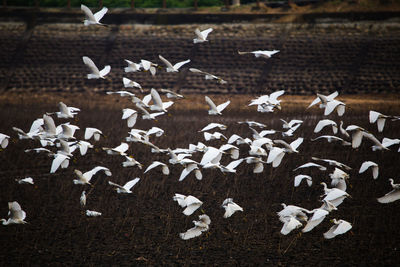 Close-up of birds flying