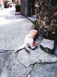 Cat lying on the ground