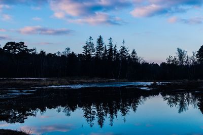 Reflection of trees in water