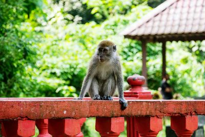 Close-up of monkey on railing