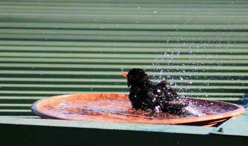 Close-up of turtle in water