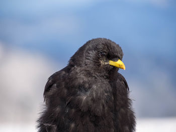 Close-up of blackbird against sky