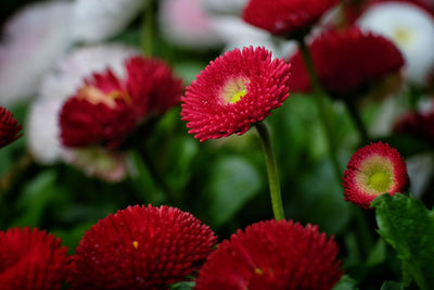 Close-up of red flowering plants