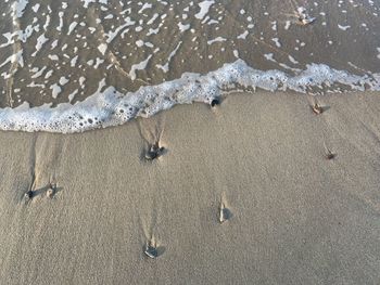 High angle view of crab on beach