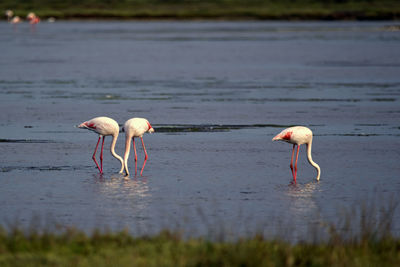 View of birds in water